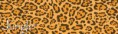 /album/fotogaleria-https-youtu-be-xdxb-nwwwga1/slide-leopardo-jpg/